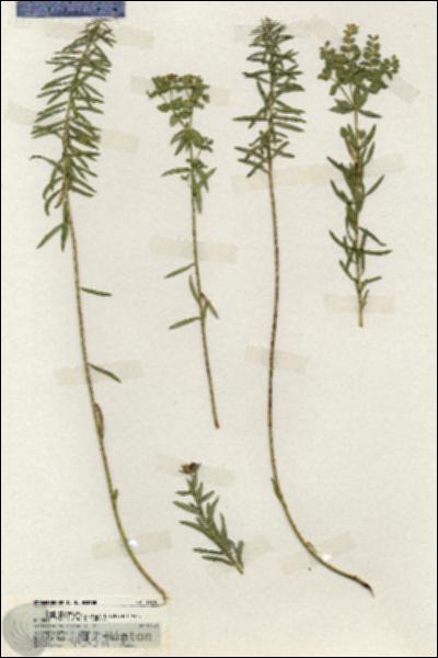 URN_catalog_HBHinton_herbarium_19916.jpg.jpg