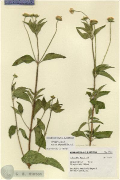 URN_catalog_HBHinton_herbarium_27523.jpg.jpg