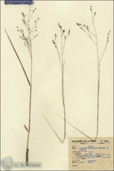 URN_catalog_HBHinton_herbarium_2010.jpg.jpg
