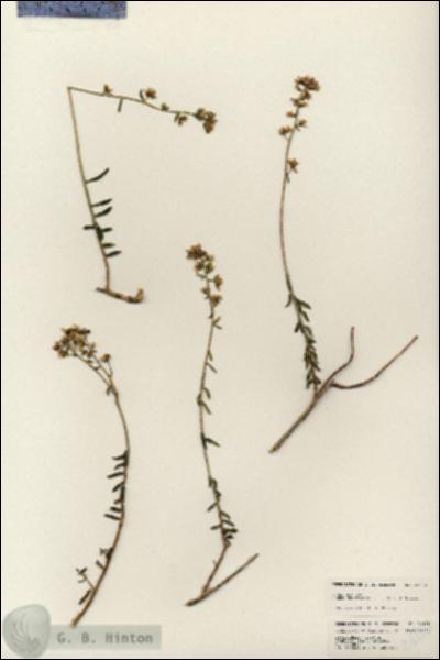 URN_catalog_HBHinton_herbarium_24828.jpg.jpg