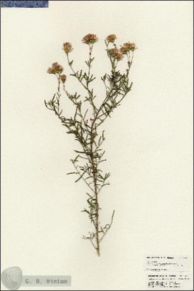 URN_catalog_HBHinton_herbarium_24939.jpg.jpg