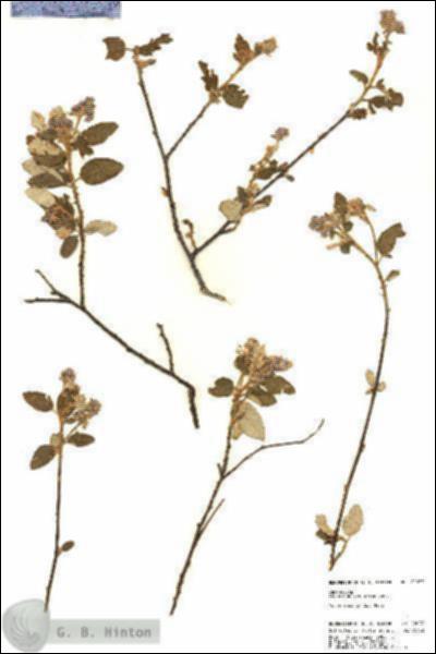 URN_catalog_HBHinton_herbarium_22077.jpg.jpg