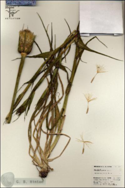 URN_catalog_HBHinton_herbarium_25416.jpg.jpg