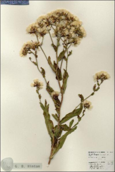 URN_catalog_HBHinton_herbarium_25834.jpg.jpg