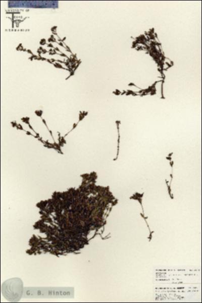 URN_catalog_HBHinton_herbarium_18278.jpg.jpg