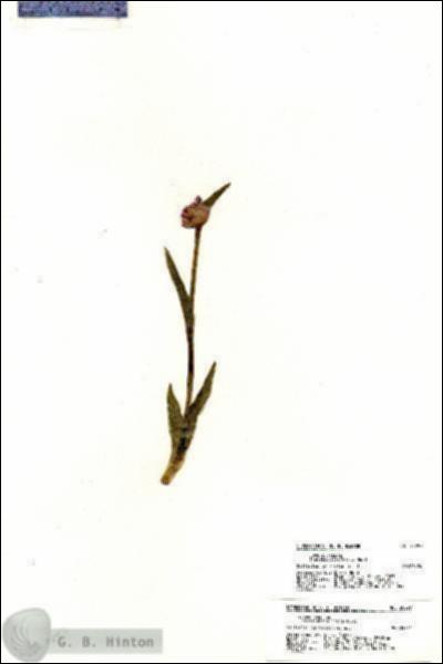 URN_catalog_HBHinton_herbarium_20297.jpg.jpg