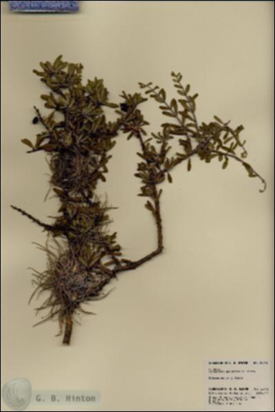 URN_catalog_HBHinton_herbarium_22012.jpg.jpg