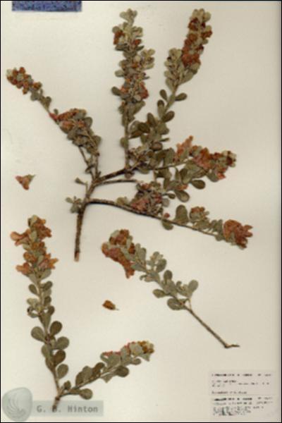 URN_catalog_HBHinton_herbarium_24719.jpg.jpg