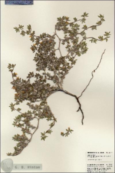 URN_catalog_HBHinton_herbarium_24740.jpg.jpg