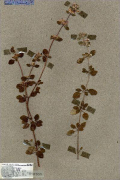 URN_catalog_HBHinton_herbarium_18614.jpg.jpg