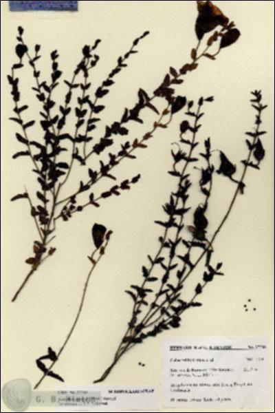 URN_catalog_HBHinton_herbarium_27716.jpg.jpg