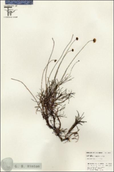 URN_catalog_HBHinton_herbarium_25505.jpg.jpg