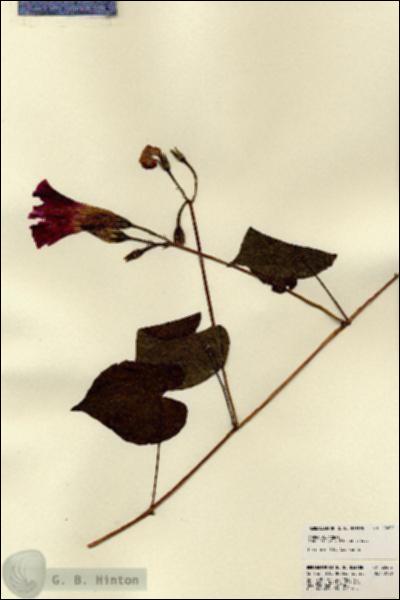 URN_catalog_HBHinton_herbarium_22457.jpg.jpg