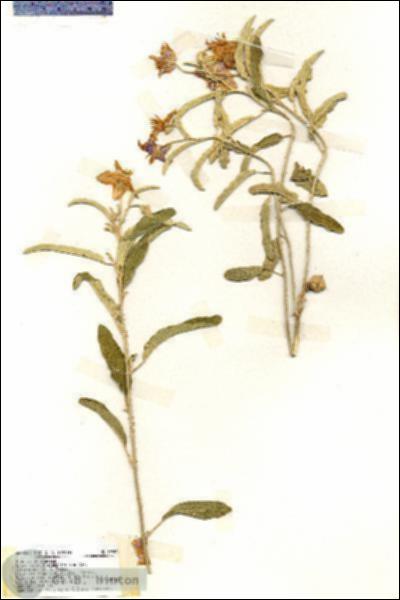 URN_catalog_HBHinton_herbarium_19405.jpg.jpg