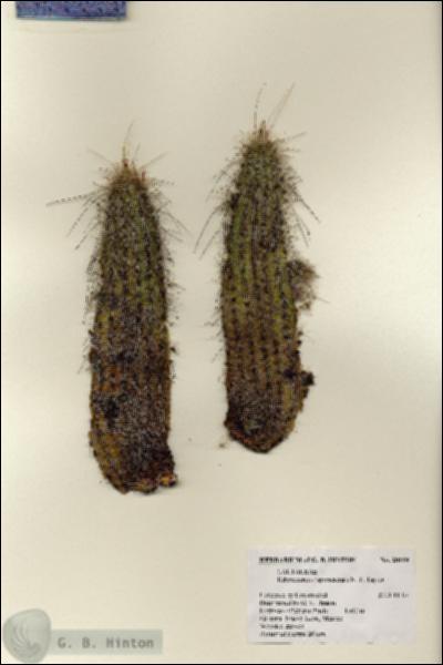 URN_catalog_HBHinton_herbarium_28119.jpg.jpg