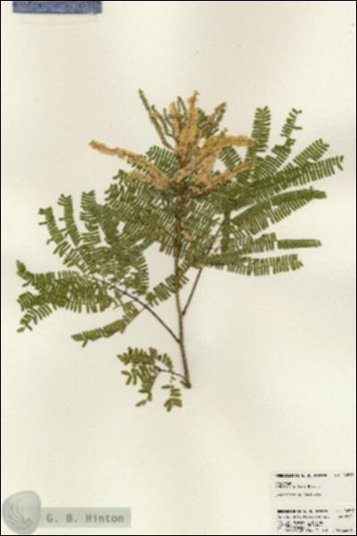 URN_catalog_HBHinton_herbarium_24517.jpg.jpg