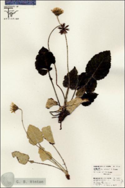 URN_catalog_HBHinton_herbarium_26408.jpg.jpg