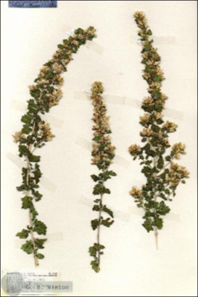 URN_catalog_HBHinton_herbarium_19105.jpg.jpg
