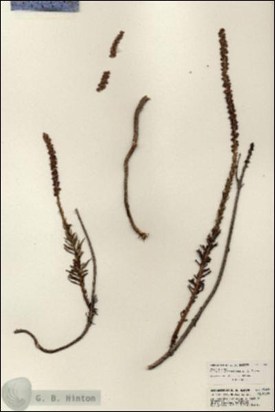 URN_catalog_HBHinton_herbarium_23692.jpg.jpg