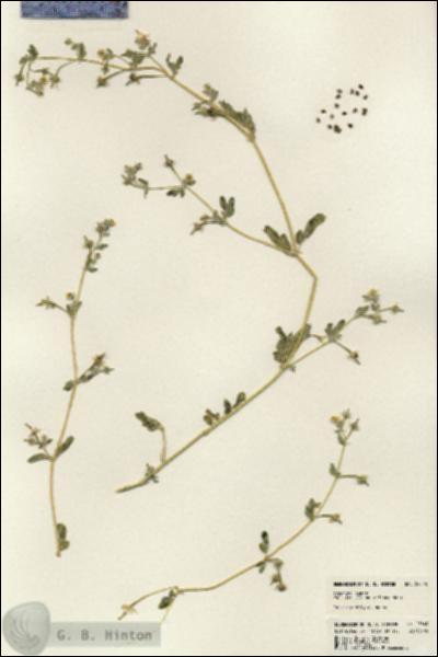 URN_catalog_HBHinton_herbarium_23545.jpg.jpg
