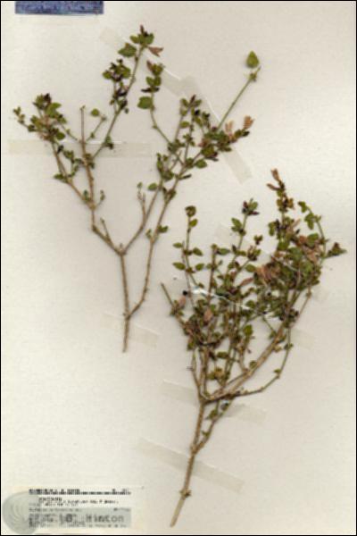 URN_catalog_HBHinton_herbarium_19971.jpg.jpg