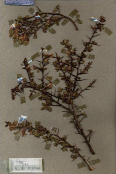 URN_catalog_HBHinton_herbarium_17376.jpg.jpg