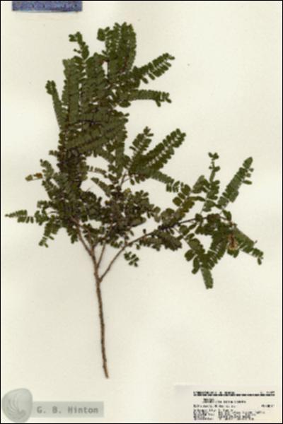 URN_catalog_HBHinton_herbarium_21177.jpg.jpg