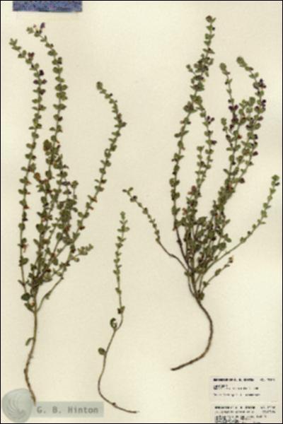 URN_catalog_HBHinton_herbarium_22160.jpg.jpg