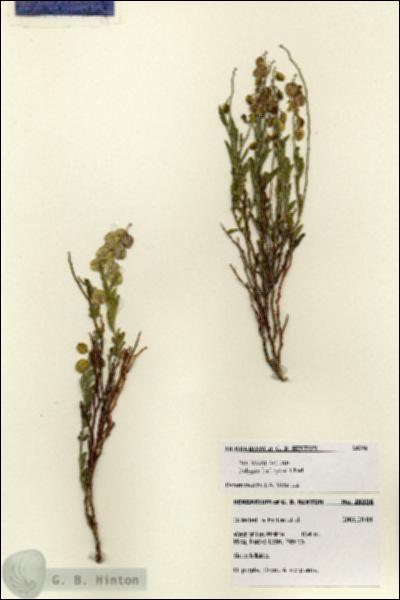 URN_catalog_HBHinton_herbarium_28396.jpg.jpg