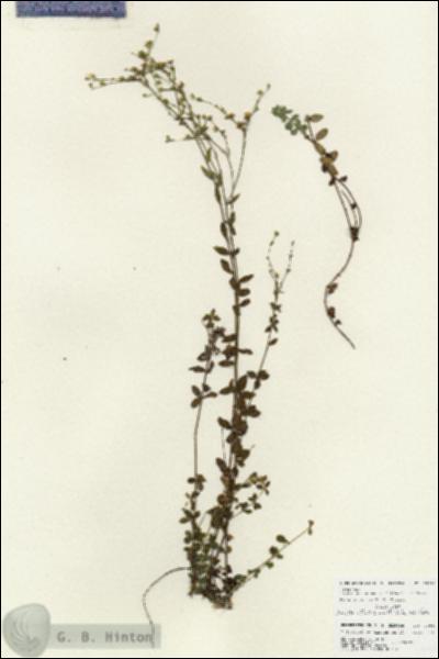 URN_catalog_HBHinton_herbarium_25946.jpg.jpg