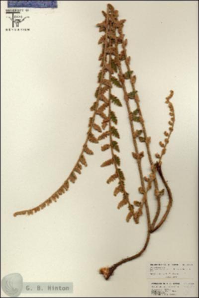 URN_catalog_HBHinton_herbarium_26126.jpg.jpg