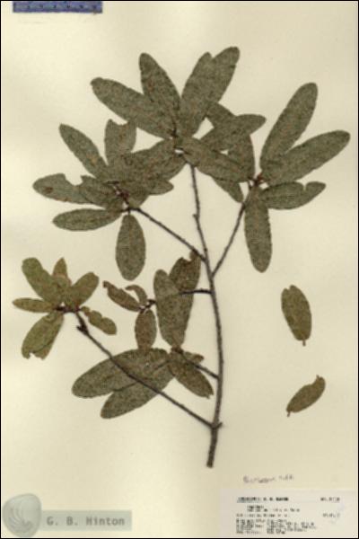 URN_catalog_HBHinton_herbarium_22476.jpg.jpg