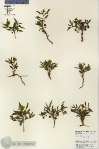 URN_catalog_HBHinton_herbarium_25889.jpg.jpg