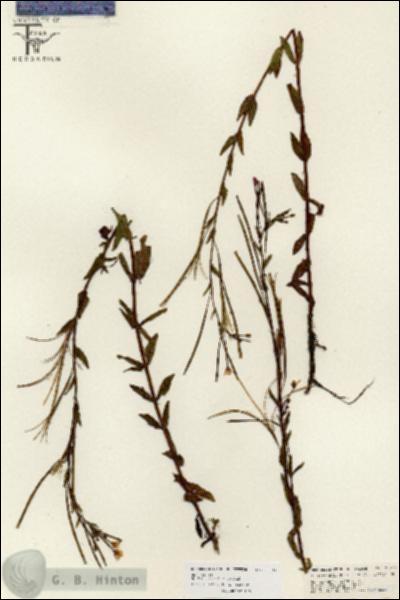 URN_catalog_HBHinton_herbarium_26747.jpg.jpg