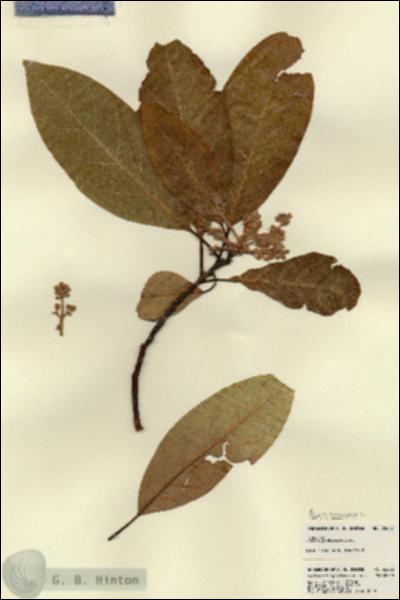 URN_catalog_HBHinton_herbarium_22632.jpg.jpg