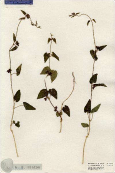 URN_catalog_HBHinton_herbarium_20266.jpg.jpg