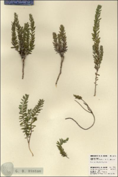 URN_catalog_HBHinton_herbarium_23516.jpg.jpg