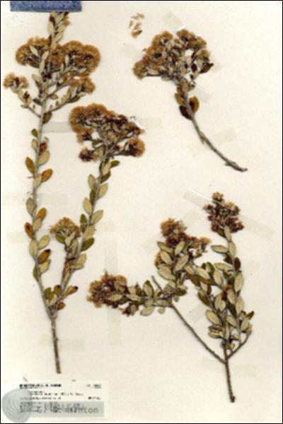 URN_catalog_HBHinton_herbarium_19983.jpg.jpg