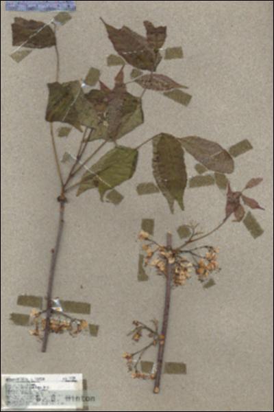 URN_catalog_HBHinton_herbarium_17739.jpg.jpg