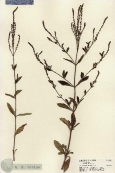URN_catalog_HBHinton_herbarium_22232.jpg.jpg