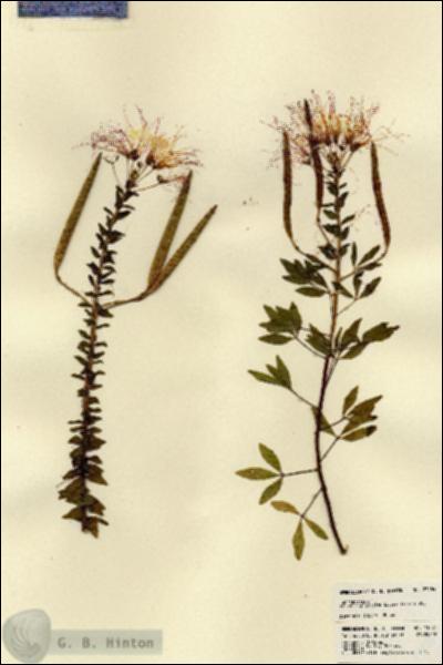 URN_catalog_HBHinton_herbarium_23484.jpg.jpg