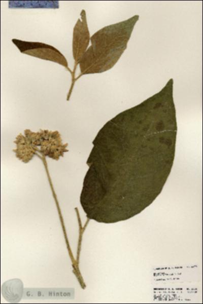 URN_catalog_HBHinton_herbarium_23830.jpg.jpg