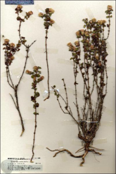 URN_catalog_HBHinton_herbarium_19897.jpg.jpg