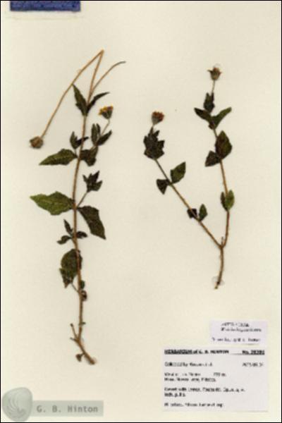URN_catalog_HBHinton_herbarium_28386.jpg.jpg
