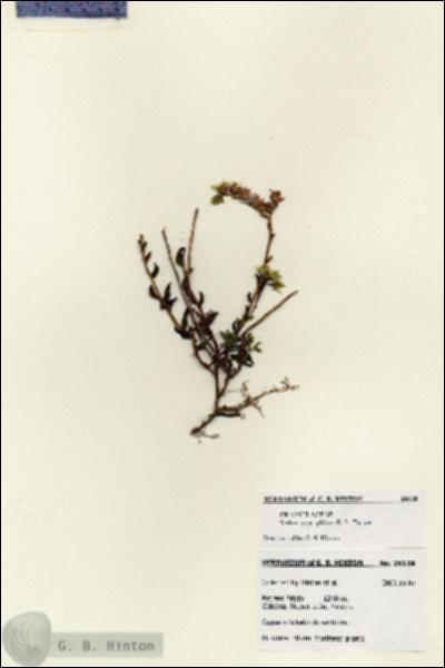 URN_catalog_HBHinton_herbarium_28138.jpg.jpg