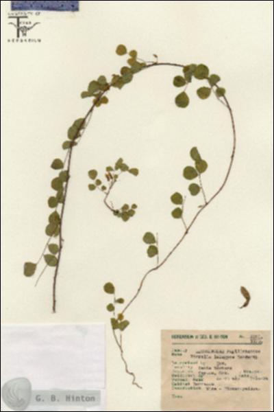 URN_catalog_HBHinton_herbarium_6291.jpg.jpg