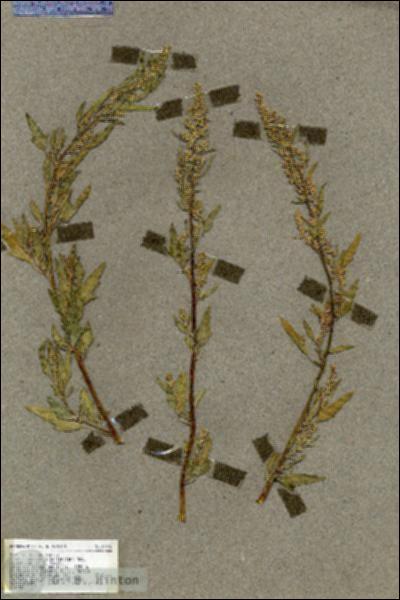 URN_catalog_HBHinton_herbarium_19498.jpg.jpg