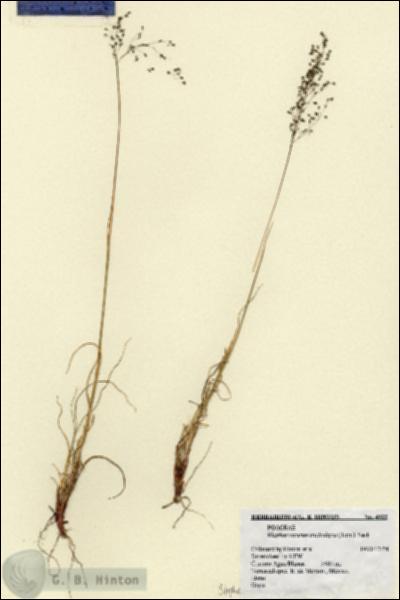 URN_catalog_HBHinton_herbarium_4922.jpg.jpg