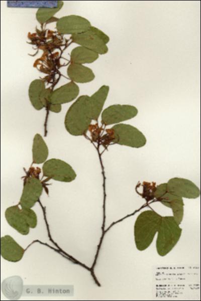 URN_catalog_HBHinton_herbarium_24323.jpg.jpg