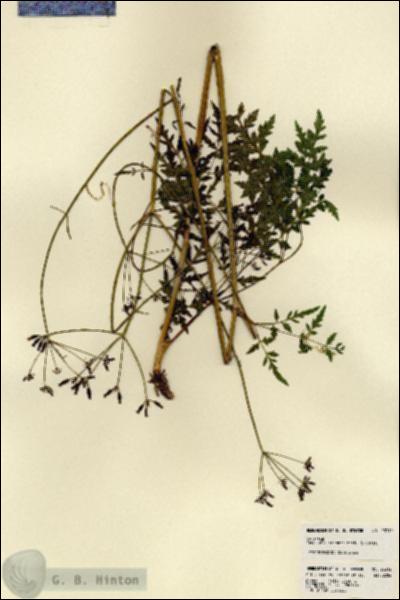 URN_catalog_HBHinton_herbarium_23312.jpg.jpg